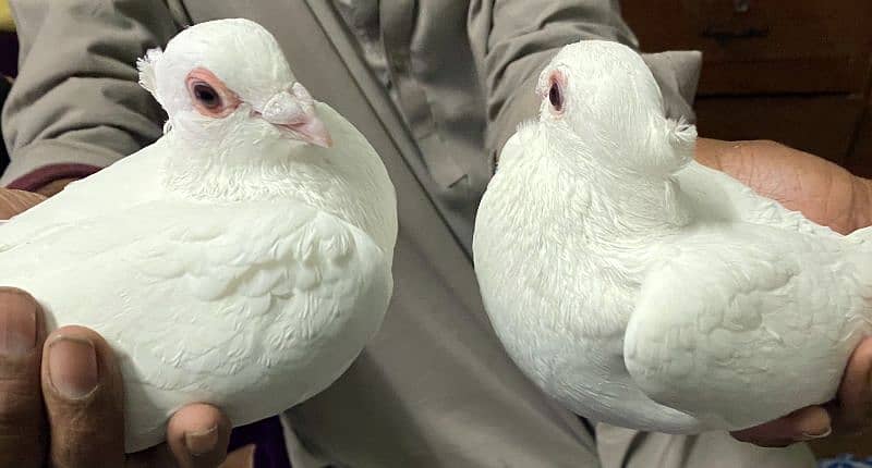 Pigeons Pair Fancy Pure White 1