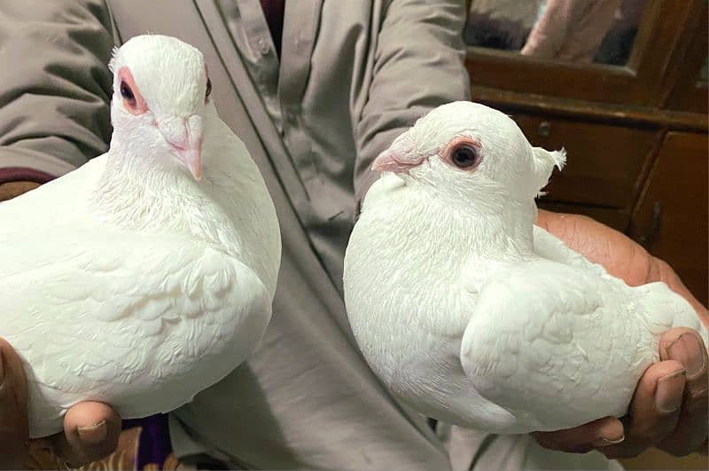 Pigeons Pair Fancy Pure White 4