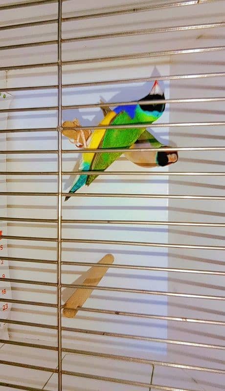 Half orange finch, lutino gouldian breeder pair, Common gouldian pair 3