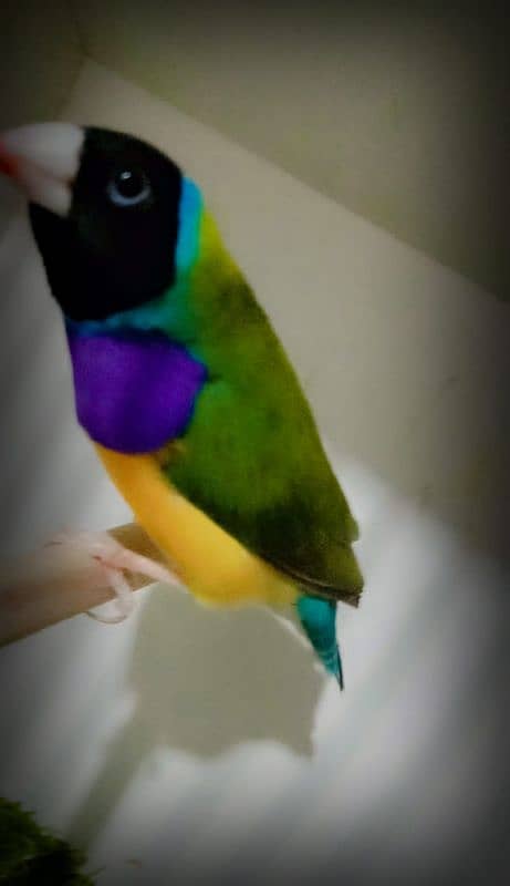 Half orange finch, lutino gouldian breeder pair, Common gouldian pair 4