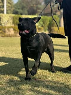 Pedigree breeder labrador female