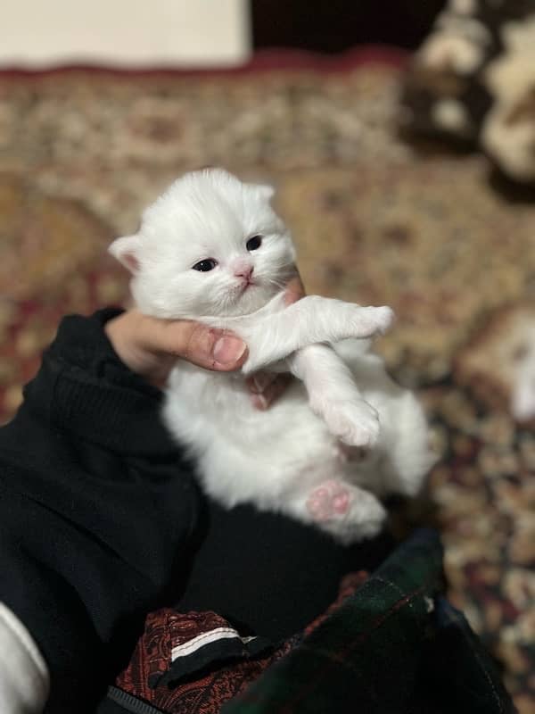 White persian kitten for sale 0