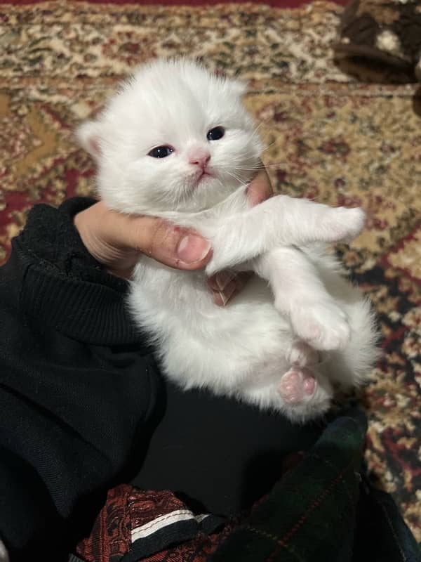 White persian kitten for sale 1