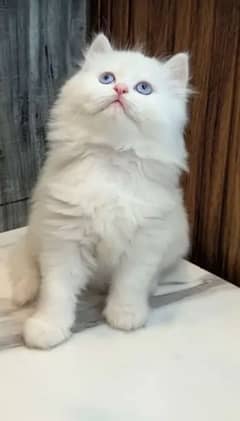 Persian kittens triple coat pair for sale contact whatsap03046501951