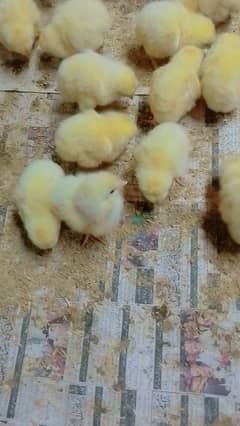 chick all available golden Misri - layer chick - broiler Chick