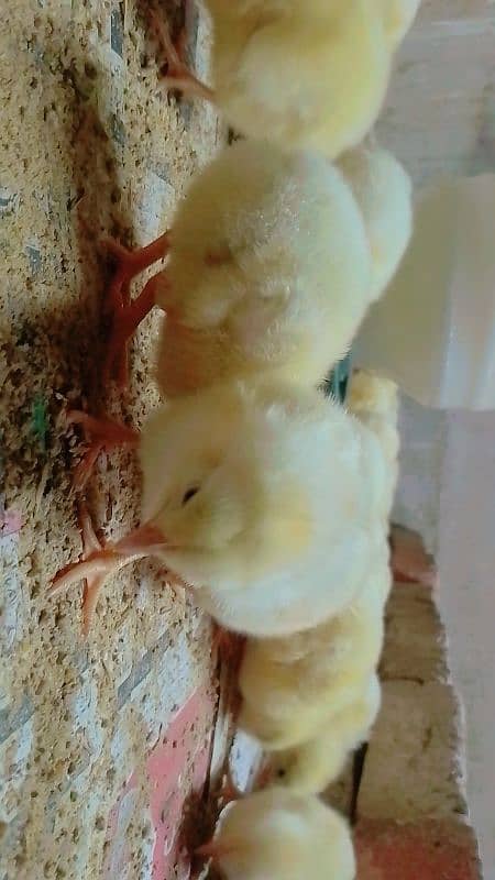 chick all available golden Misri - layer chick - broiler Chick 1