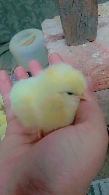 chick all available golden Misri - layer chick - broiler Chick 2