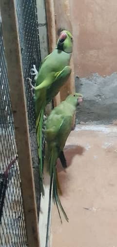 kahata parrot pair