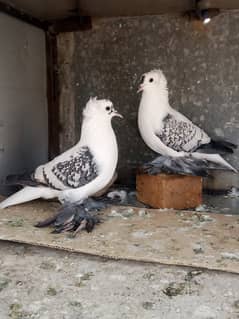 blue and black cherry swallow young pair