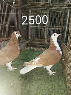 FANCY PIGEONS PRICE LESS HOJAY GI