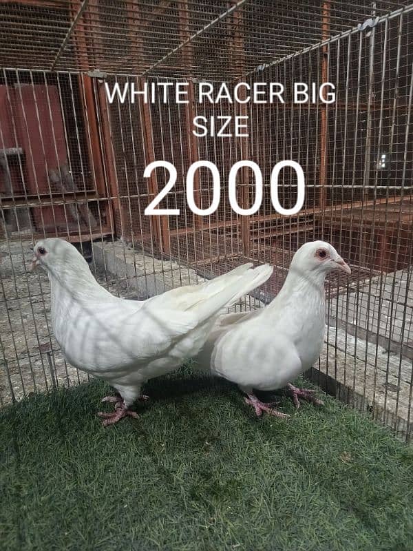 FANCY PIGEONS PRICE LESS HOJAY GI 1