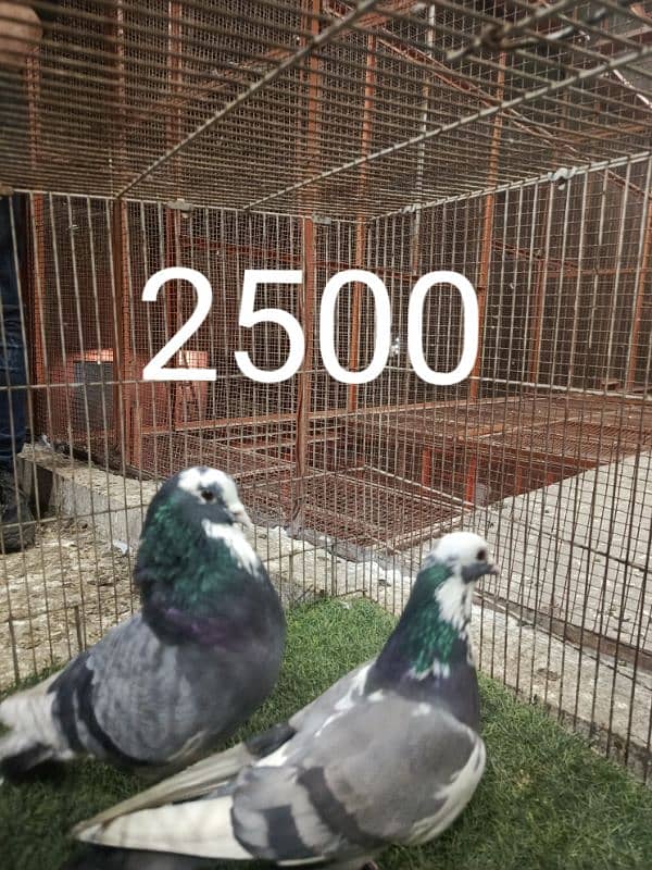 FANCY PIGEONS PRICE LESS HOJAY GI 2