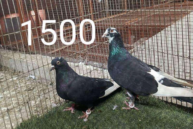 FANCY PIGEONS PRICE LESS HOJAY GI 3