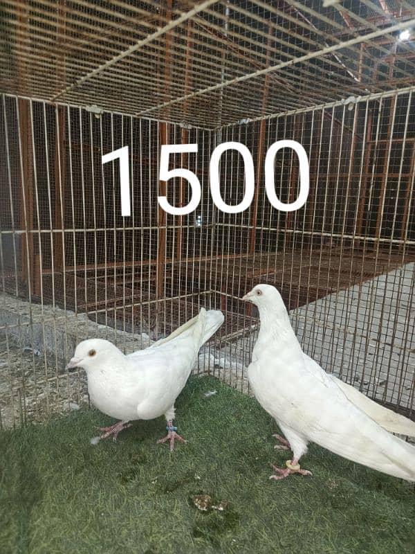 FANCY PIGEONS PRICE LESS HOJAY GI 4