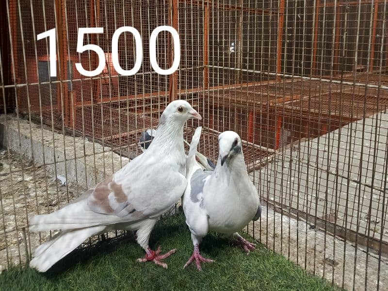 FANCY PIGEONS PRICE LESS HOJAY GI 5