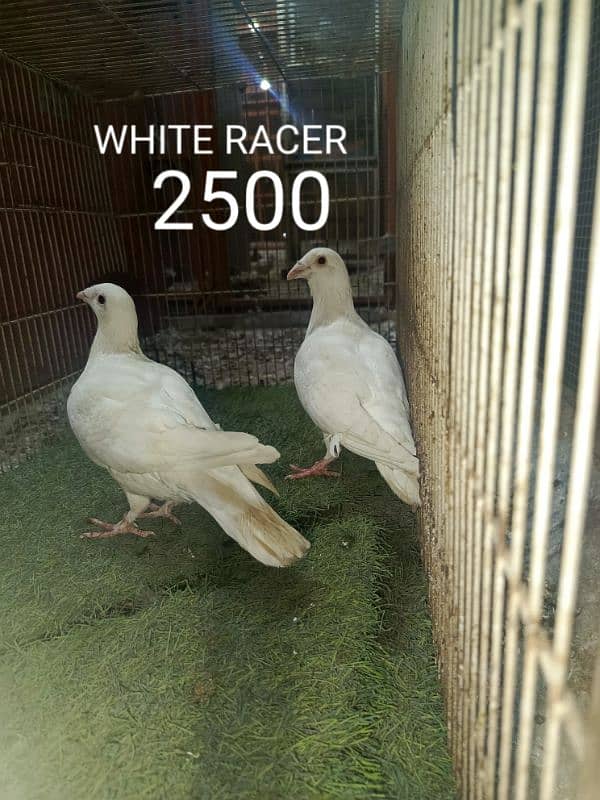 FANCY PIGEONS PRICE LESS HOJAY GI 6