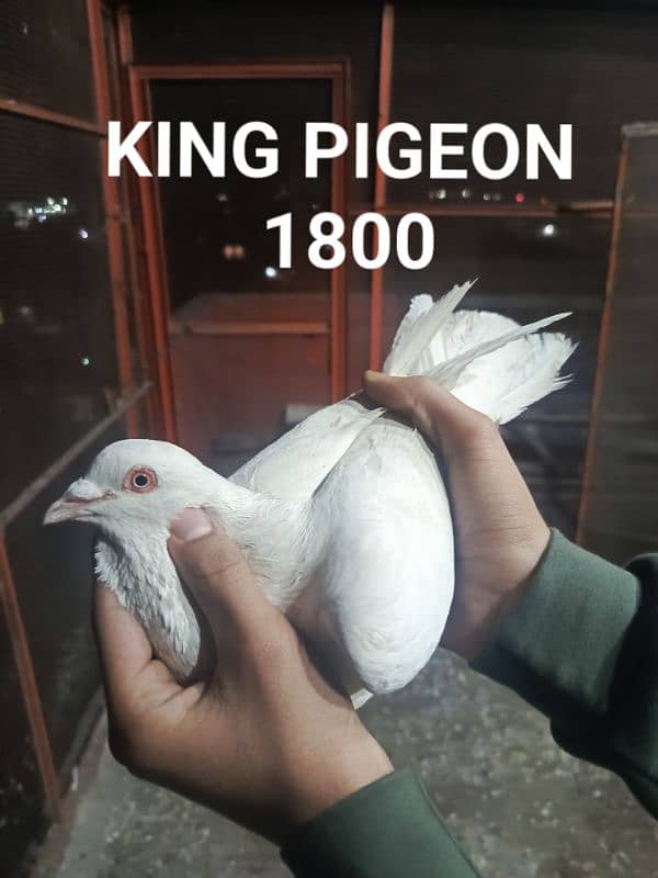 FANCY PIGEONS PRICE LESS HOJAY GI 7