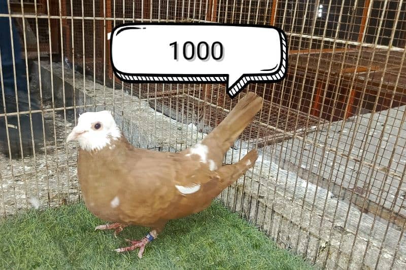 FANCY PIGEONS PRICE LESS HOJAY GI 8