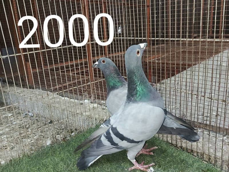 FANCY PIGEONS PRICE LESS HOJAY GI 9