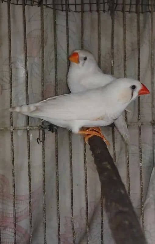 finches ready to breed 0