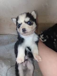 woolly coat pure huskies.