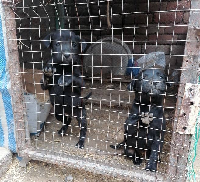 black GSD pair stock cout 0