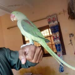 raw parrot