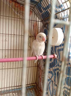 Albino black eye split red eye female for sell.