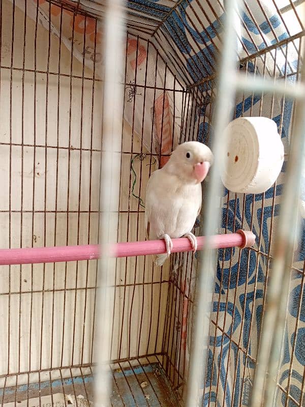 Albino black eye split red eye female for sell. 1