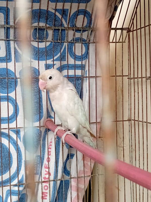 Albino black eye split red eye female for sell. 2