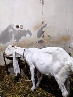 gulabi bakri