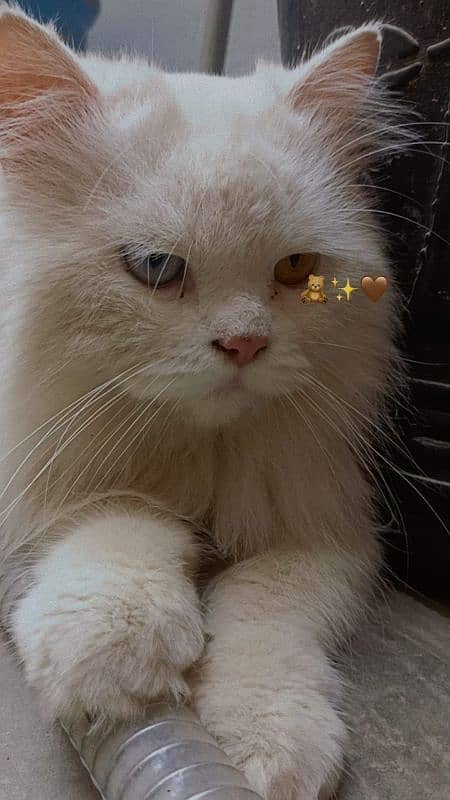 Persian Cat (Triple Coated , Blue and Yellow eyes) 1