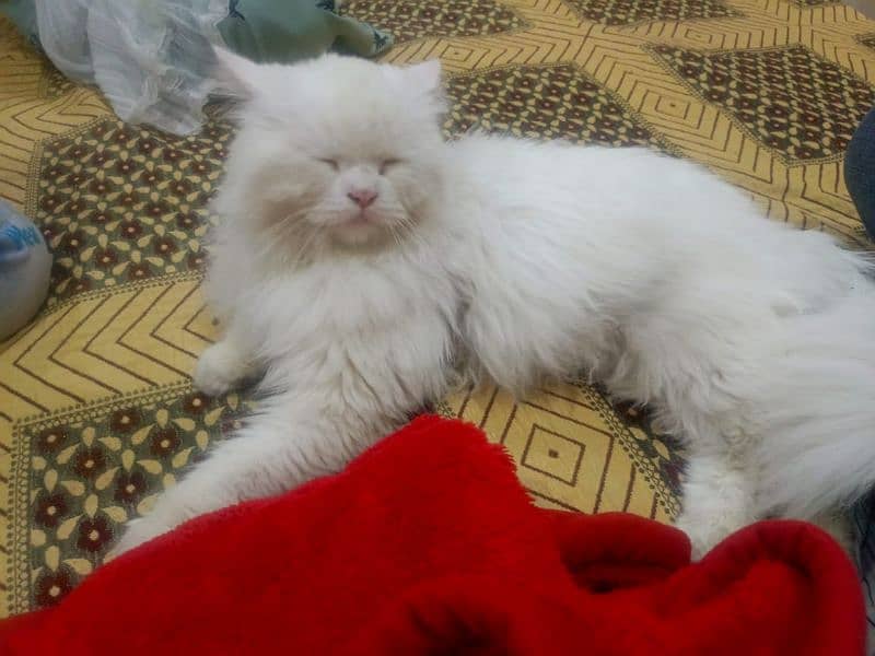 Persian Cat (Triple Coated , Blue and Yellow eyes) 3