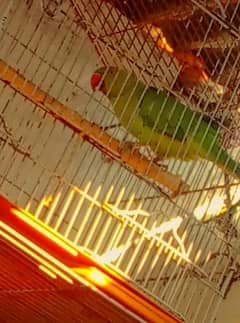 Green Ringneck 15 To 17 Months Male Parrot For Sale