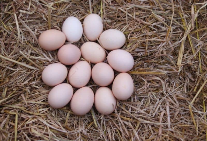 Fresh Desi Fertile eggs 0