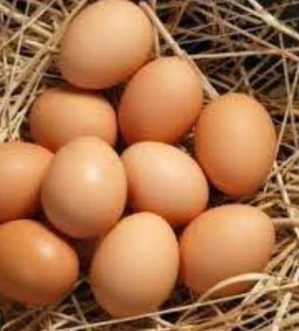 Fresh Desi Fertile eggs 1