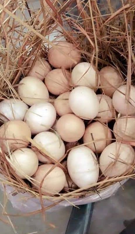 Fresh Desi Fertile eggs 2