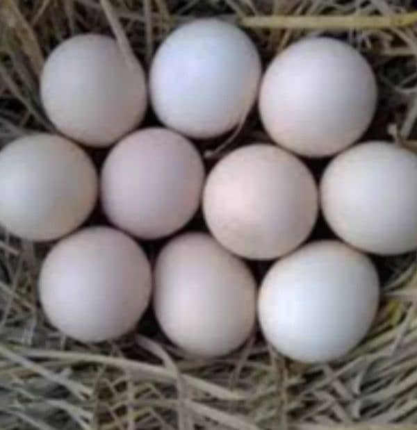 Fresh Desi Fertile eggs 3