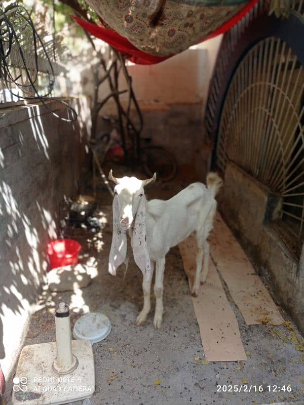 Pure gulabi male goat 0