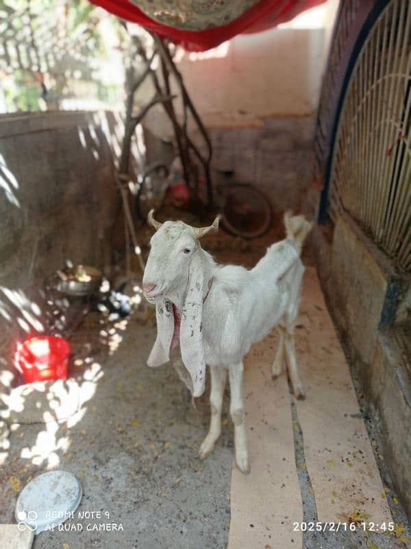 Pure gulabi male goat 1