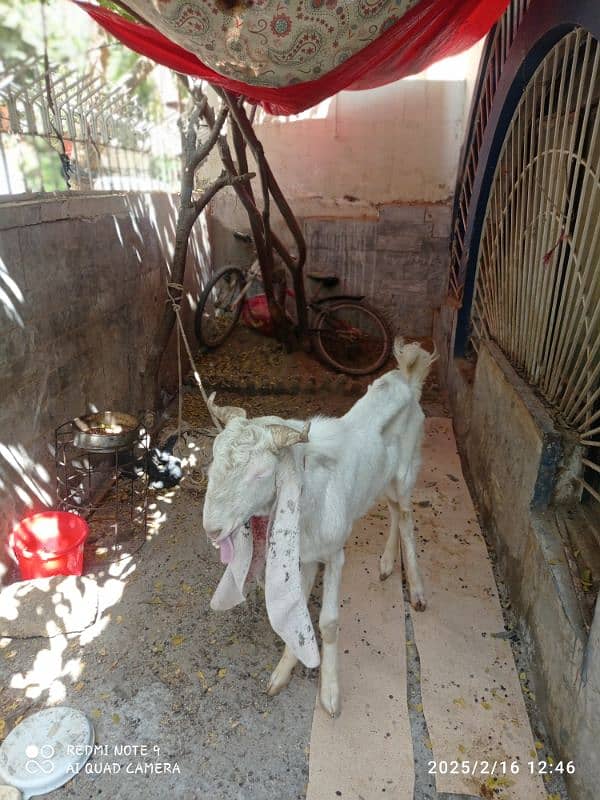 Pure gulabi male goat 2