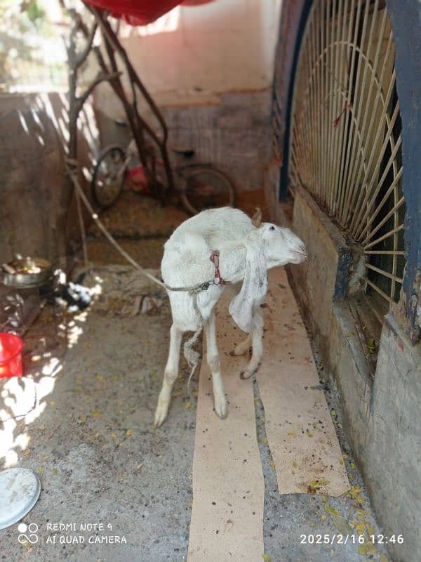 Pure gulabi male goat 3