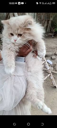 pure long fur Persian kitten 3month age