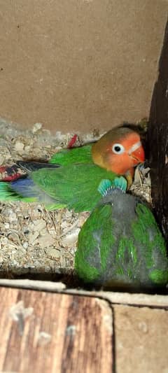 03258202958contact now love birds breeder pairs or patha available hai