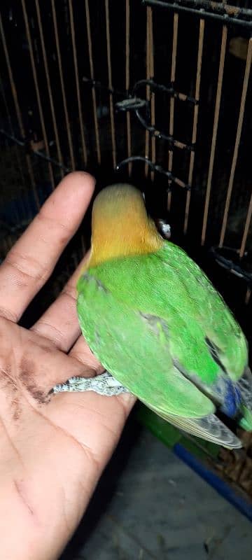 03258202958contact now love birds breeder pairs or patha available hai 2