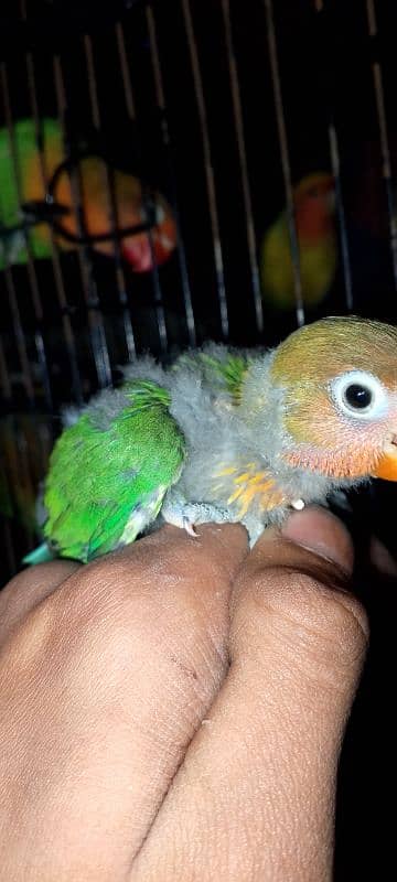 03258202958contact now love birds breeder pairs or patha available hai 3