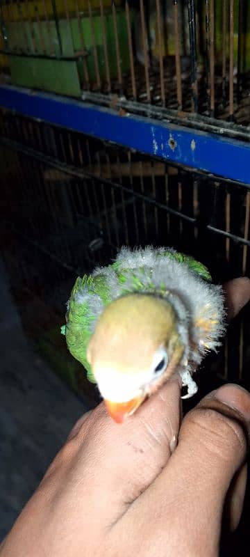 03258202958contact now love birds breeder pairs or patha available hai 4