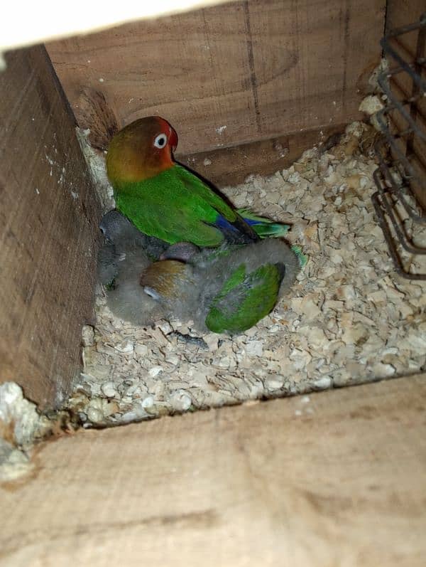 03258202958contact now love birds breeder pairs or patha available hai 6