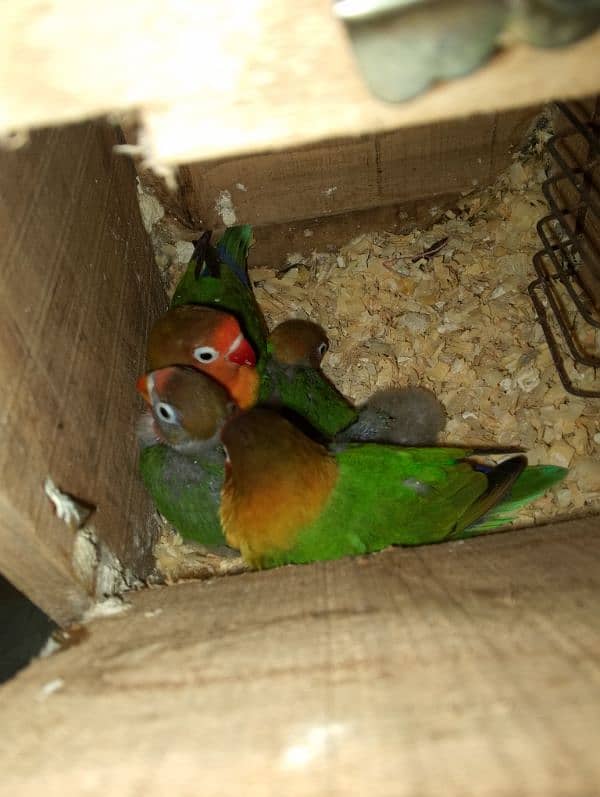 03258202958contact now love birds breeder pairs or patha available hai 8