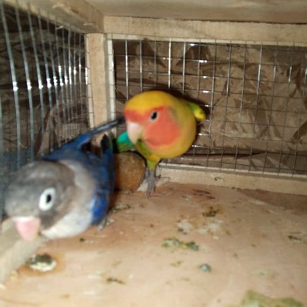 03258202958contact now love birds breeder pairs or patha available hai 9